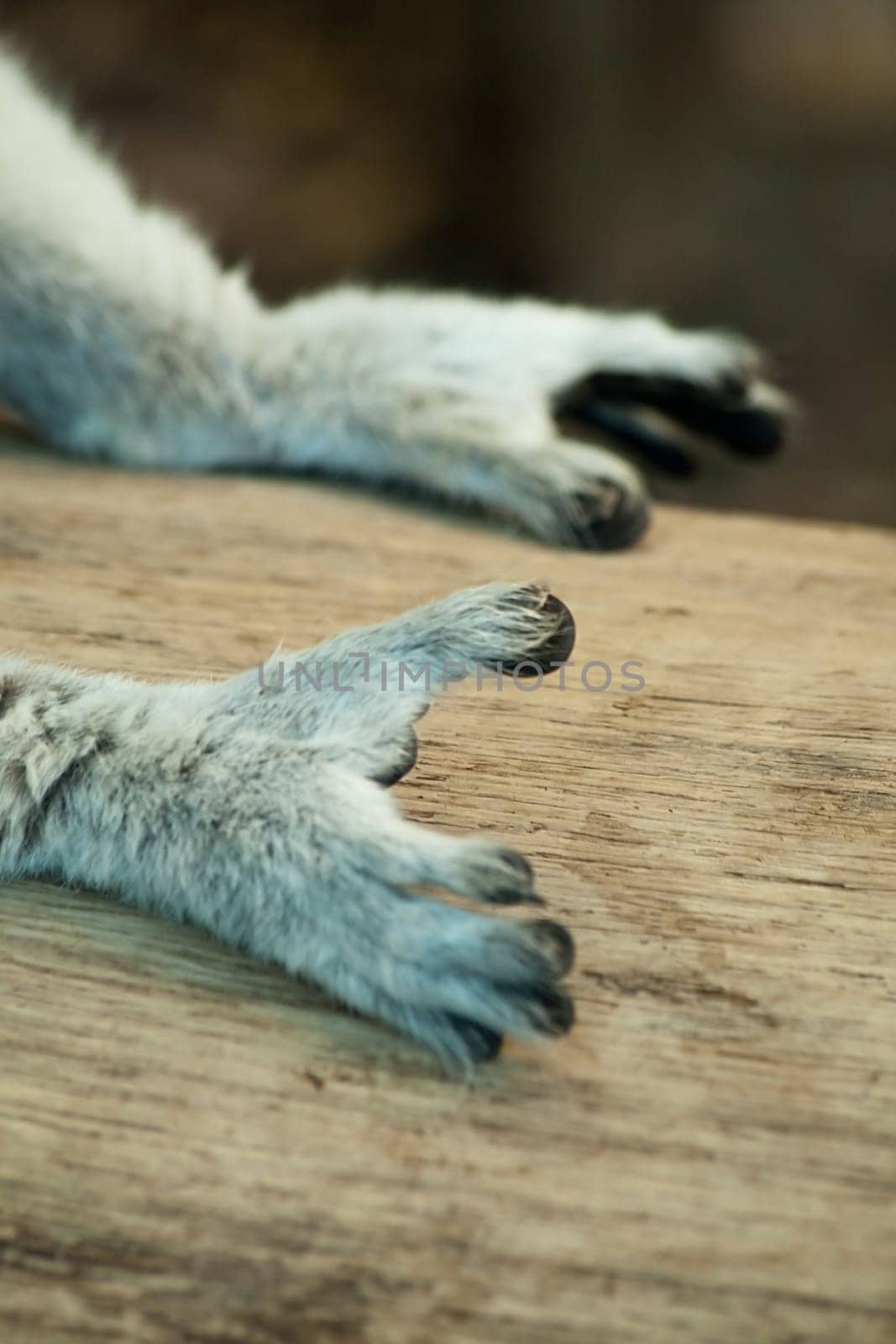 Lemur
