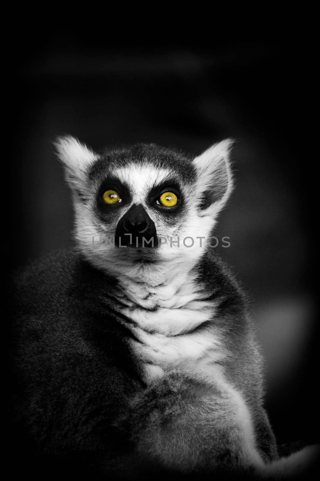 Lemur
