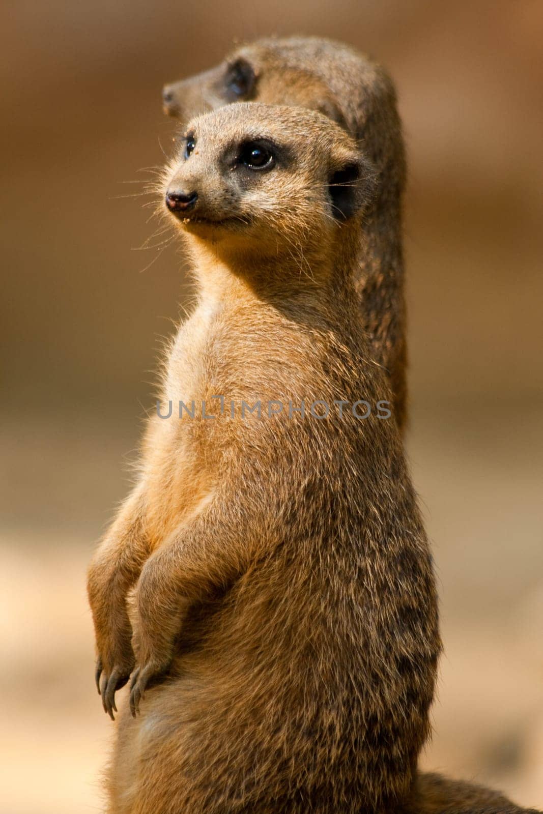 Meerkat