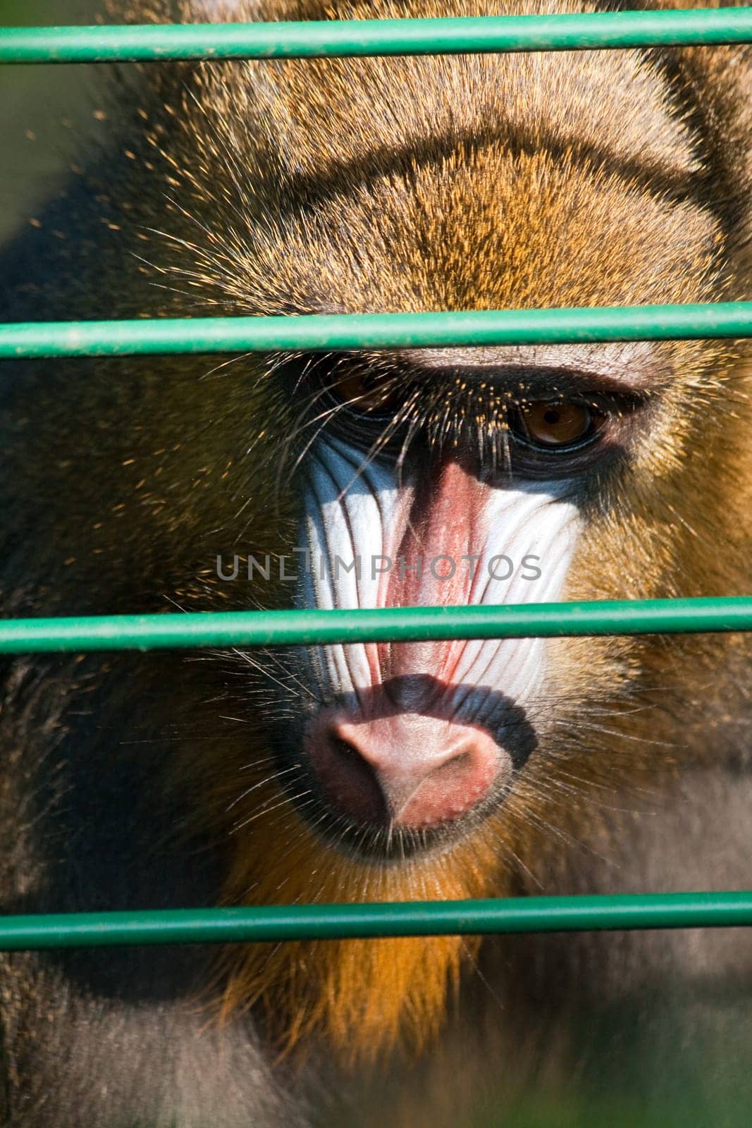 Mandrill