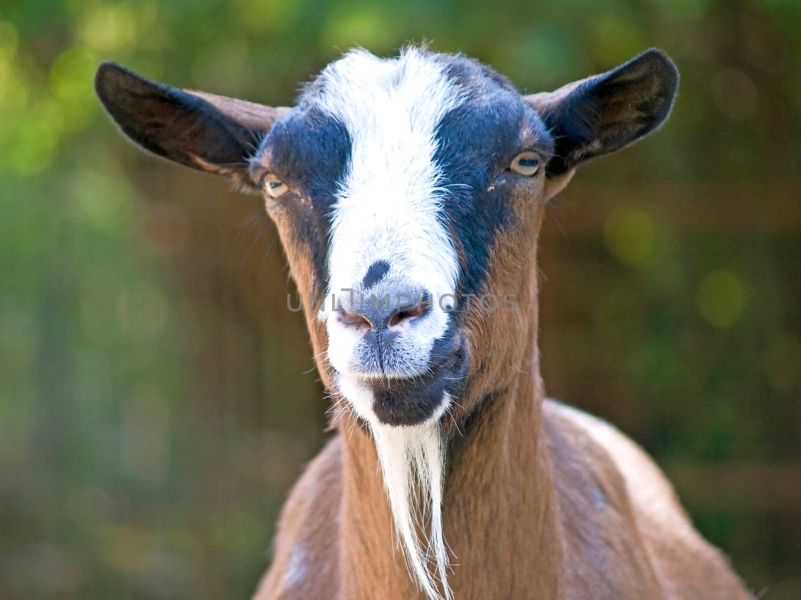 Goat