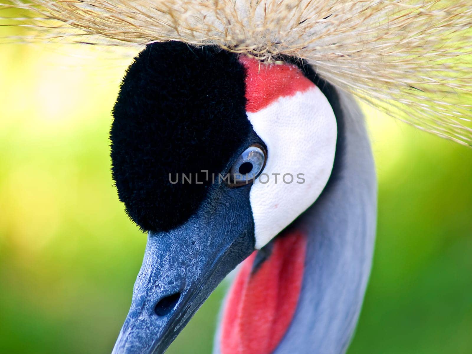 Crested crane
