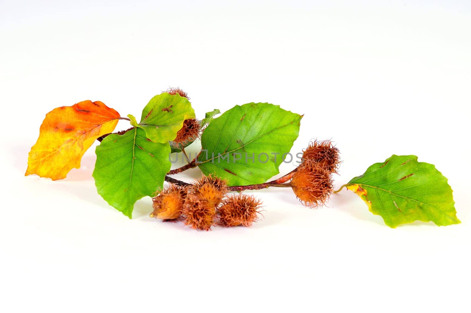 European beech,beechnuts,beech