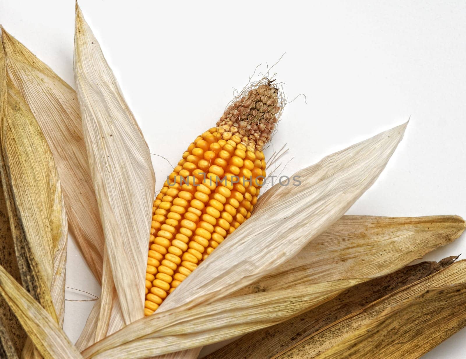 corncob on white