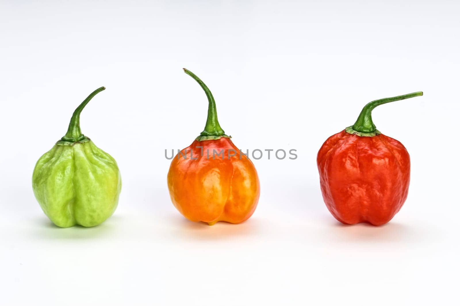 chilly pepper background