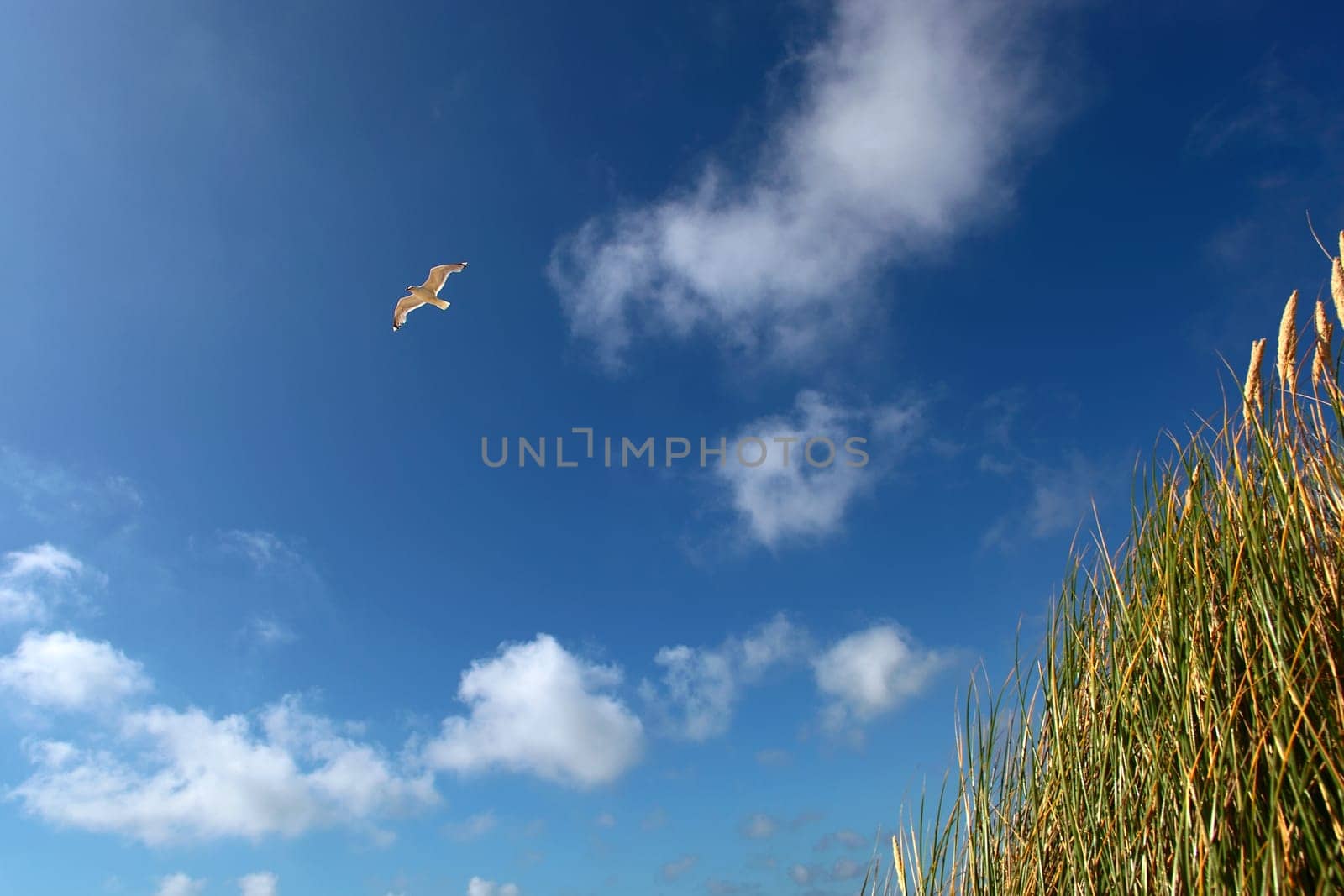Sky and Seagull