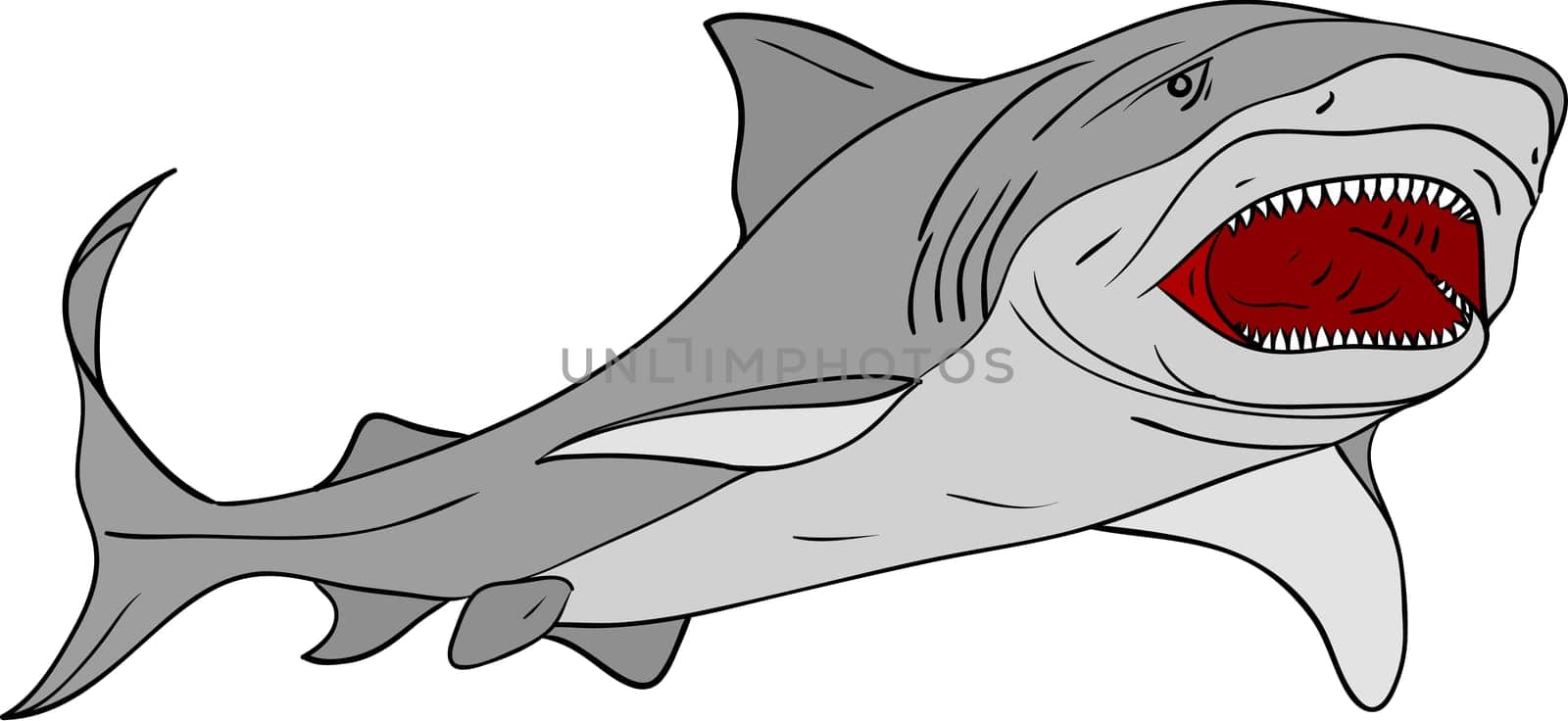 shark