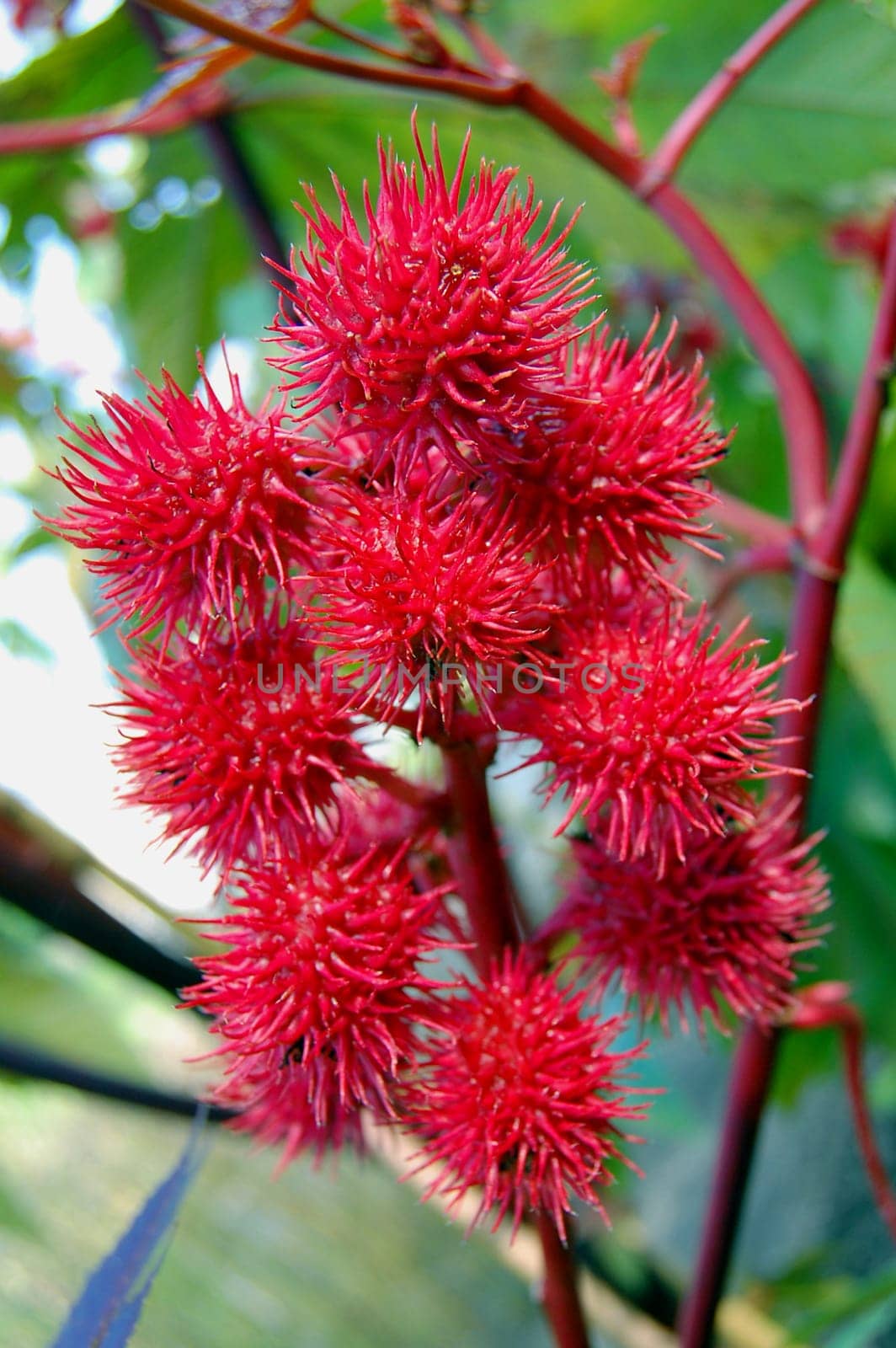 Castor bean