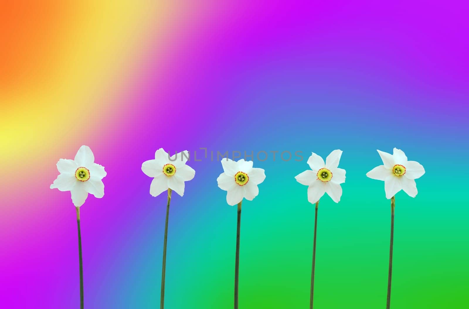 Daffodils over rainbow-coloured backgrou