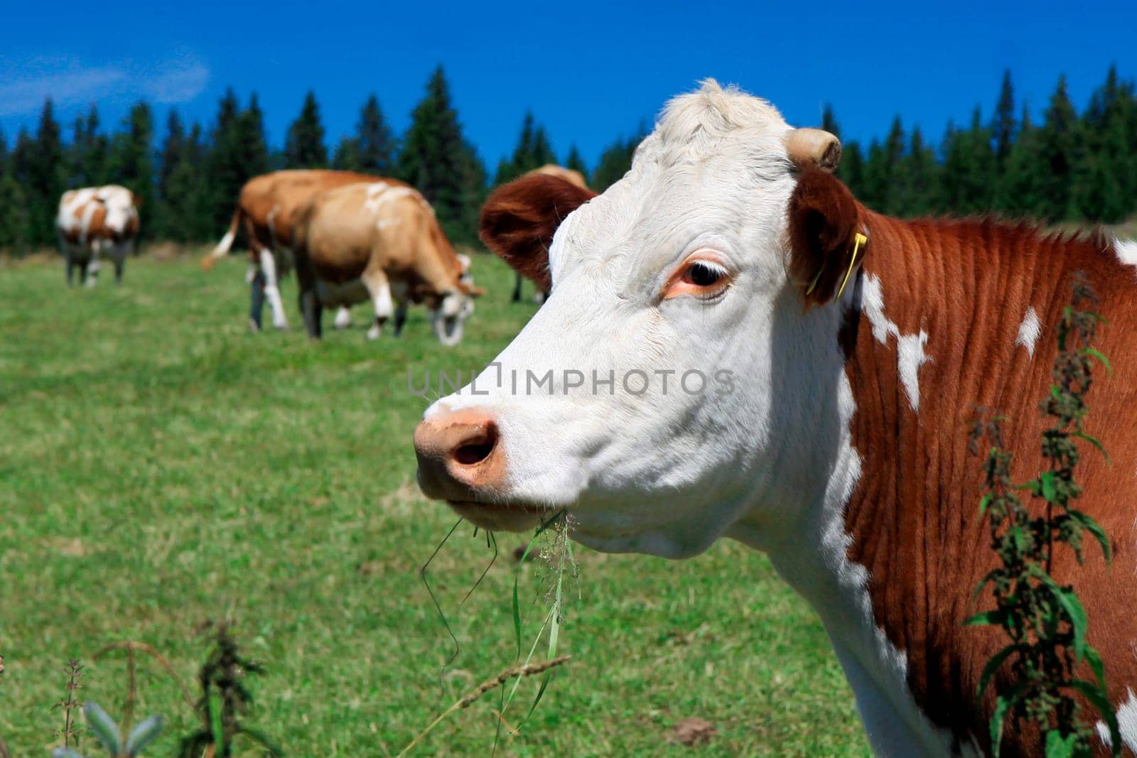 Czech Republic - Bohemian Forest - cattle out at grass