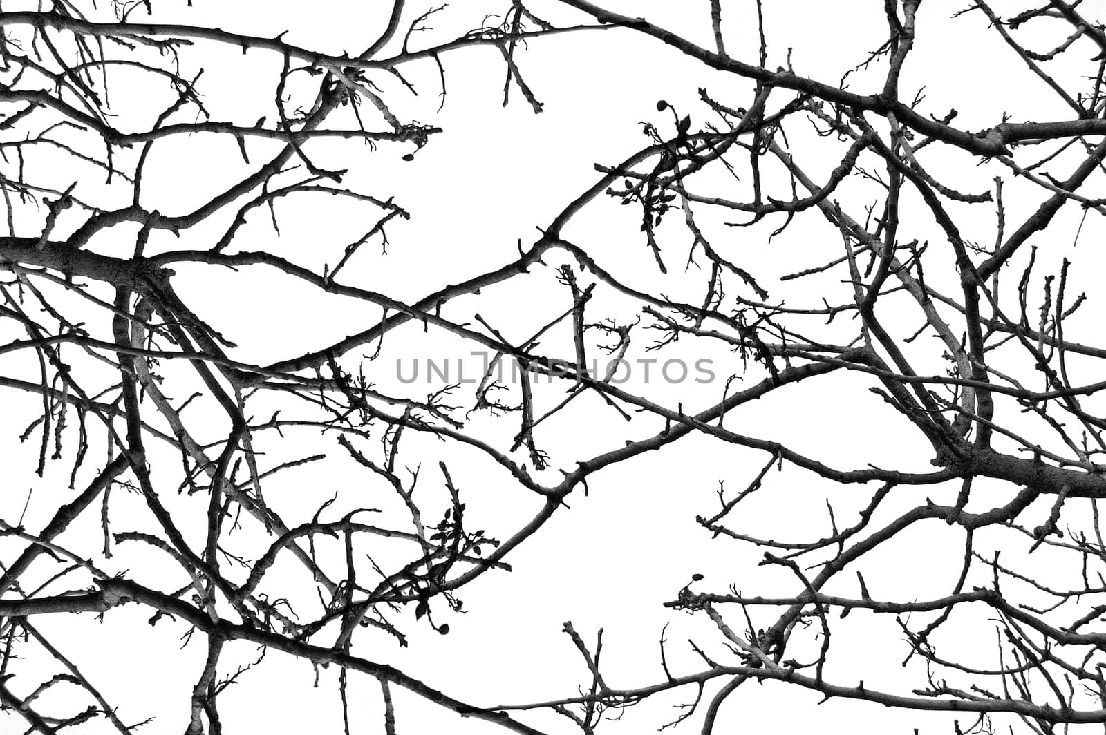tree branches pattern