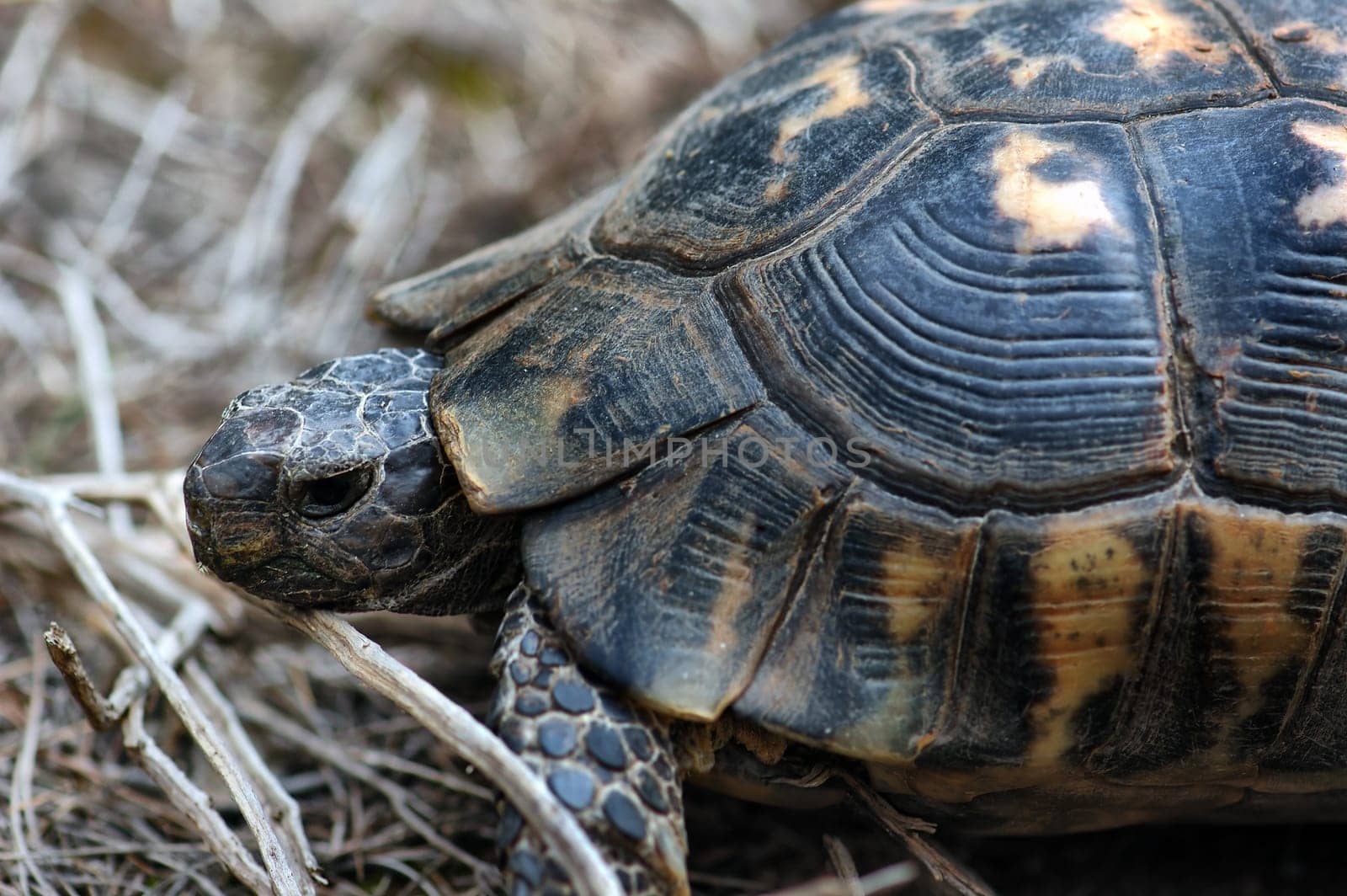 crawling turtle