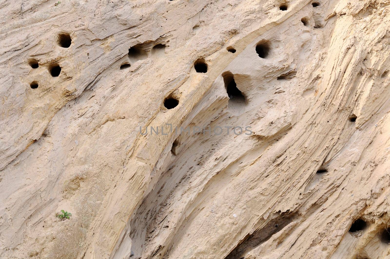 Brood tubes in the cliffs