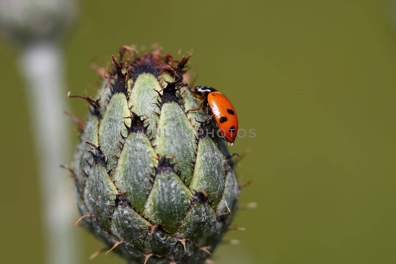 Lucky Beetle