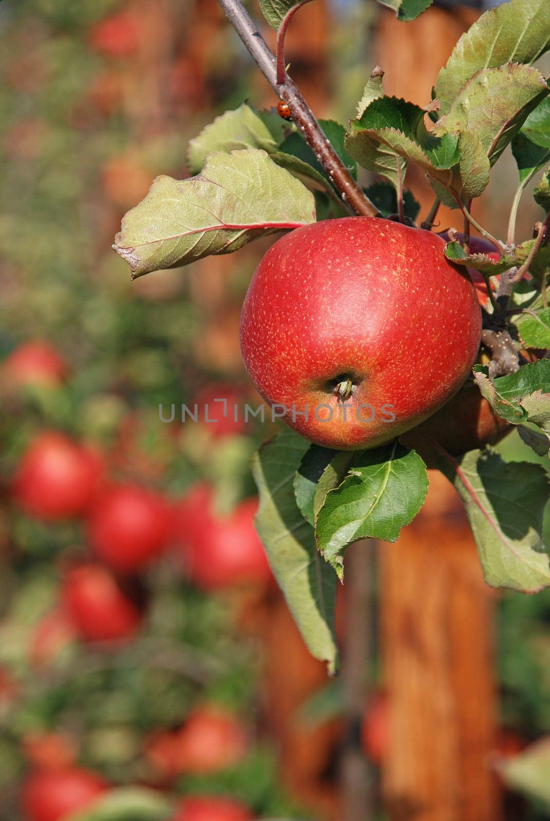 Apple harvest in the Altes Land