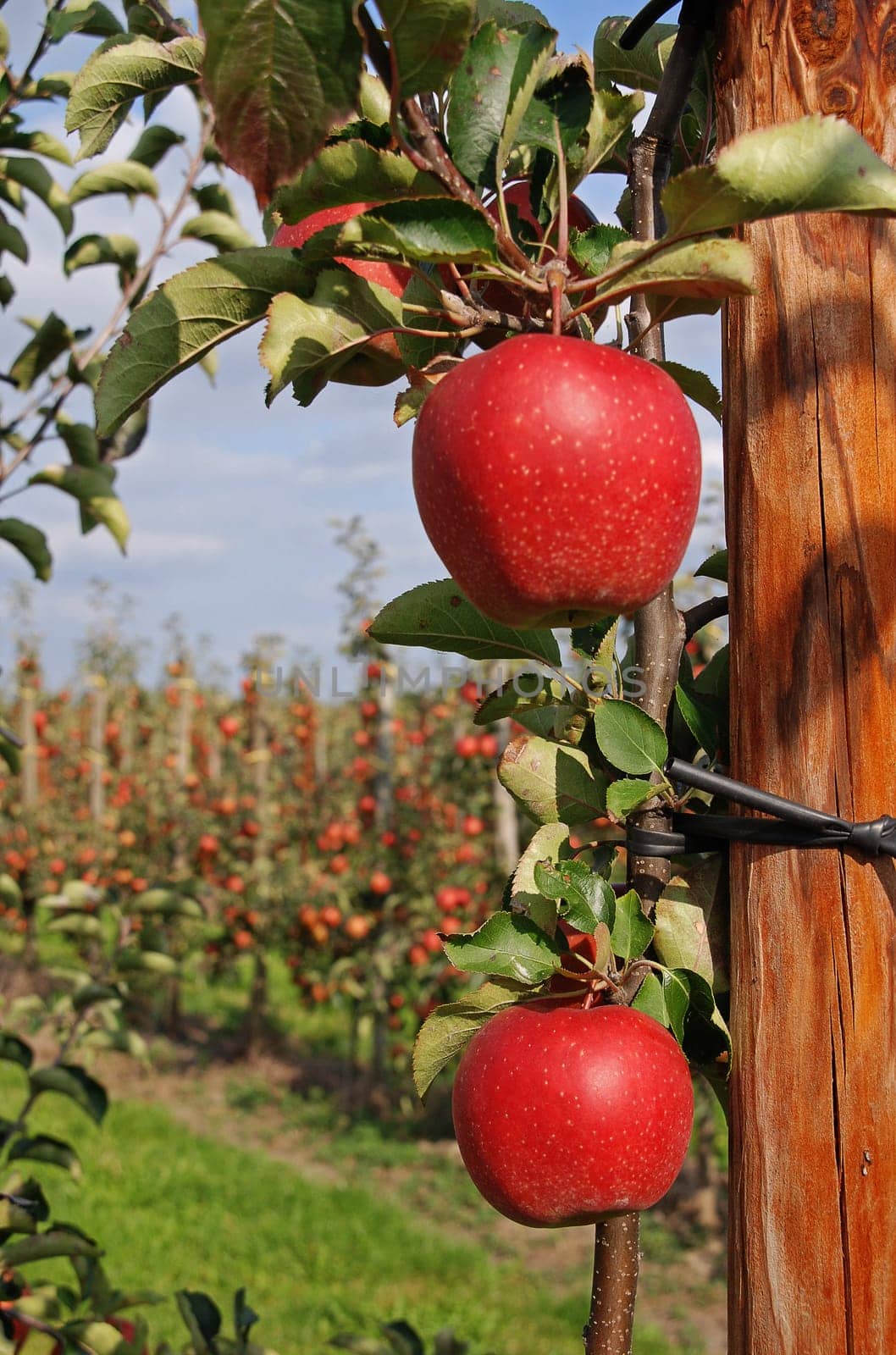 Two red apples in an apple orchard A