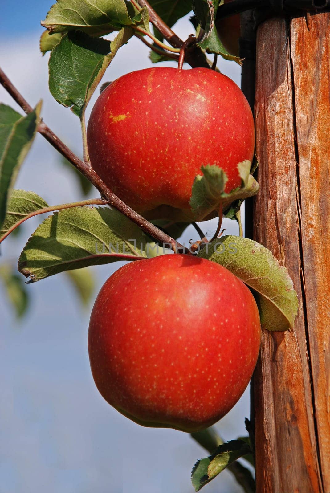 Two red apples