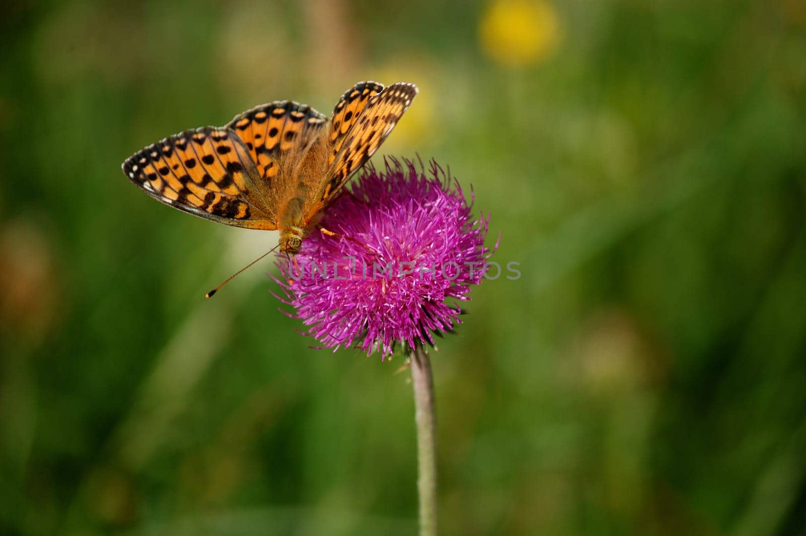 butterfly on a flower