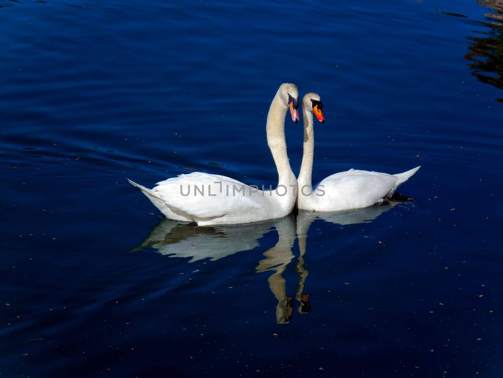Pair of swans