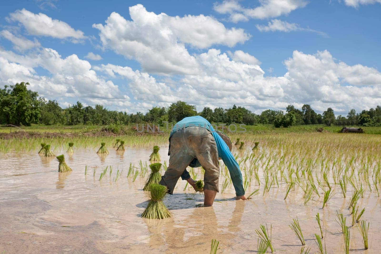 asian farmer at rice field