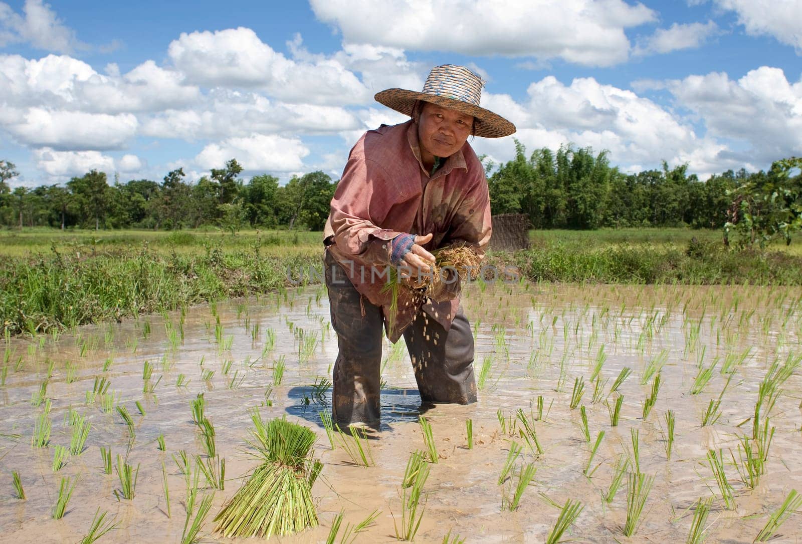 asian woman at rice field