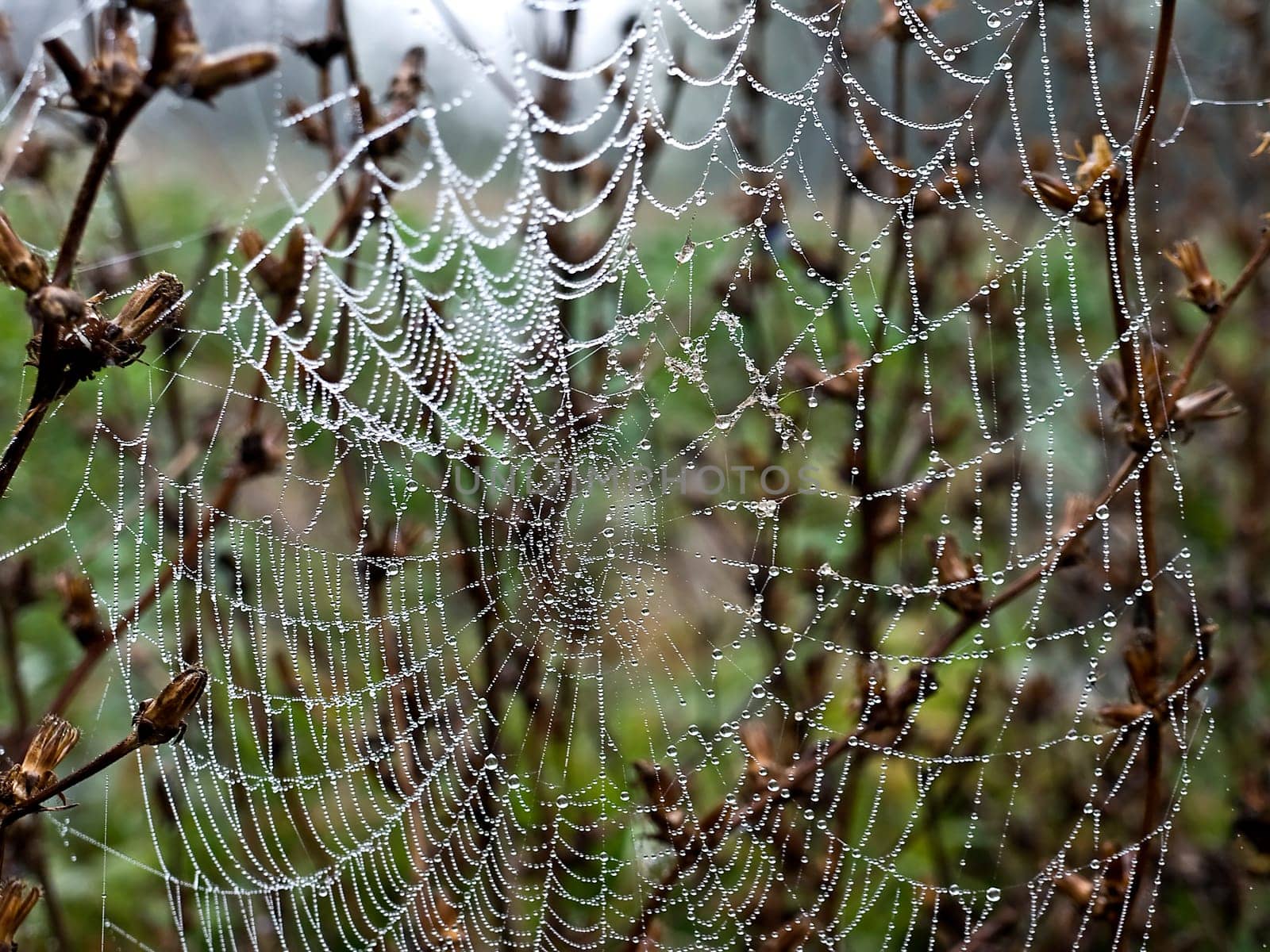Cobweb
