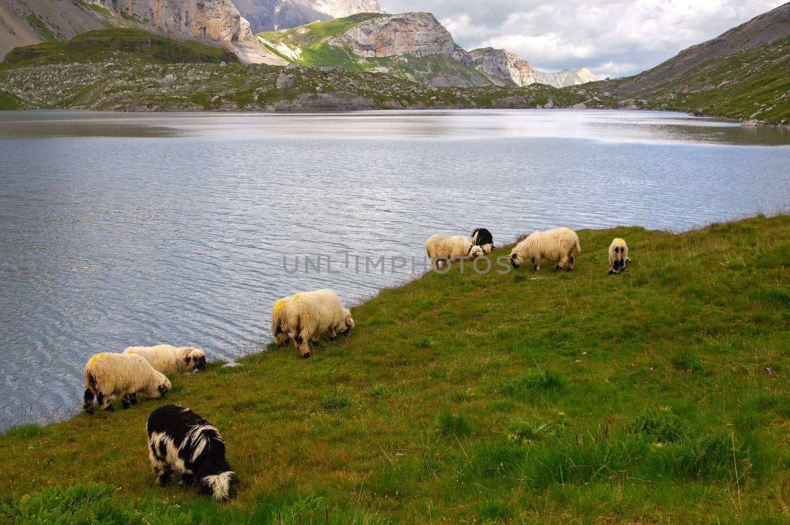 Sheep grazing on the shore of a mountain lake