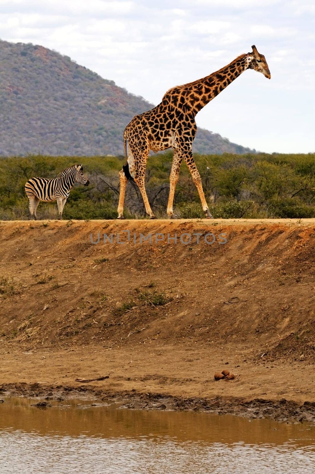 Giraffe and zebra on hike