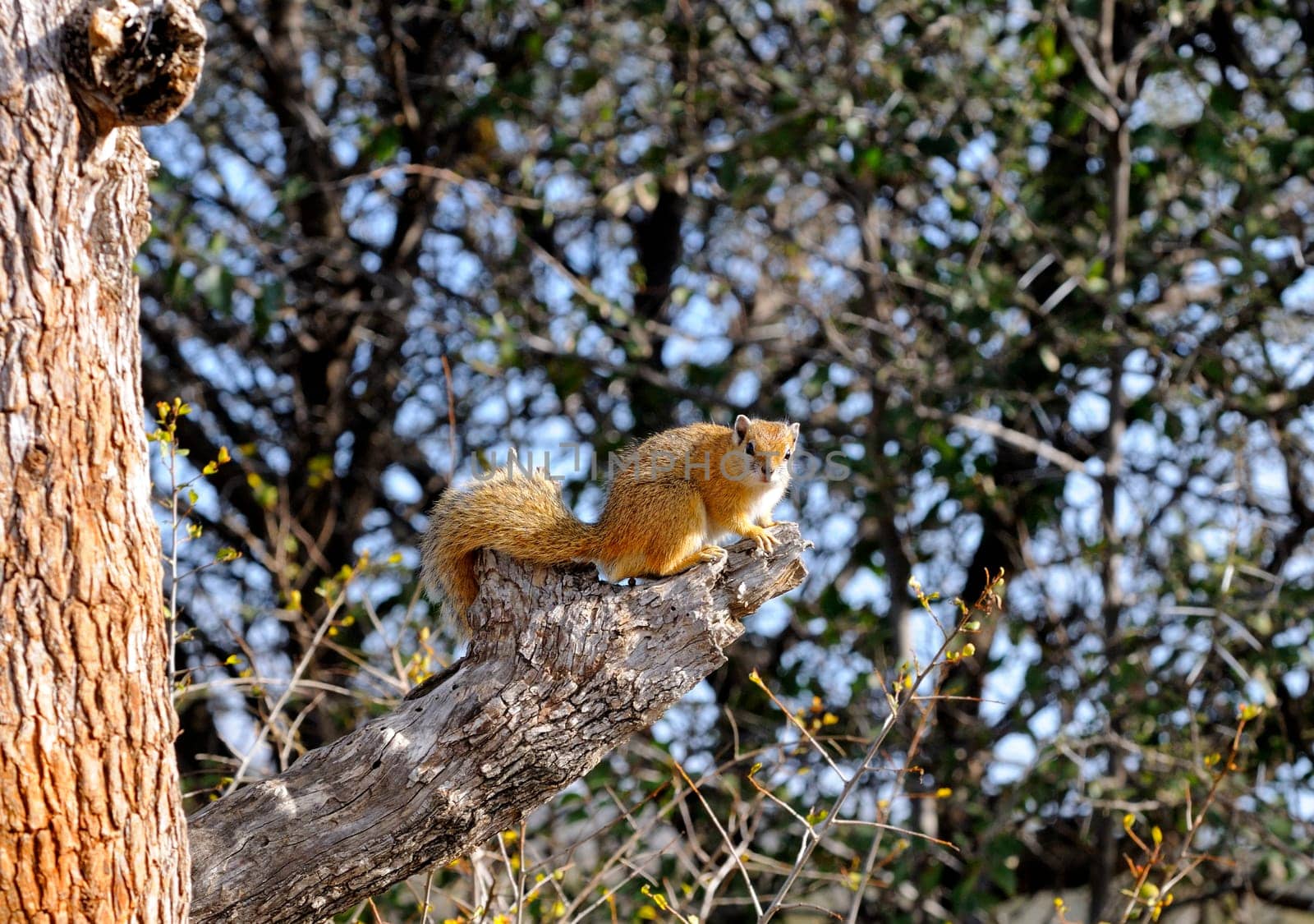 Bushsquirrel,Paraxerus cepapi,Africa