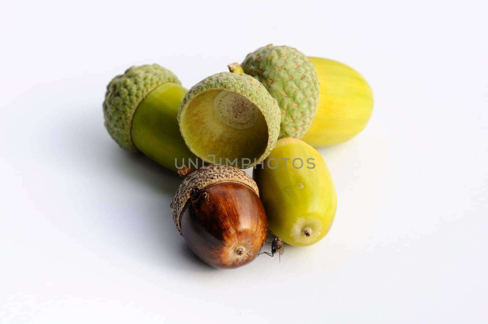 Acorns - Nuts