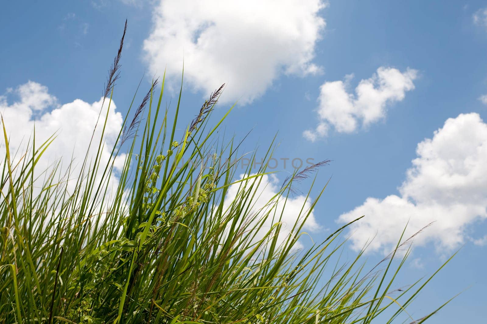 blue sky with clouds in front of tall grass