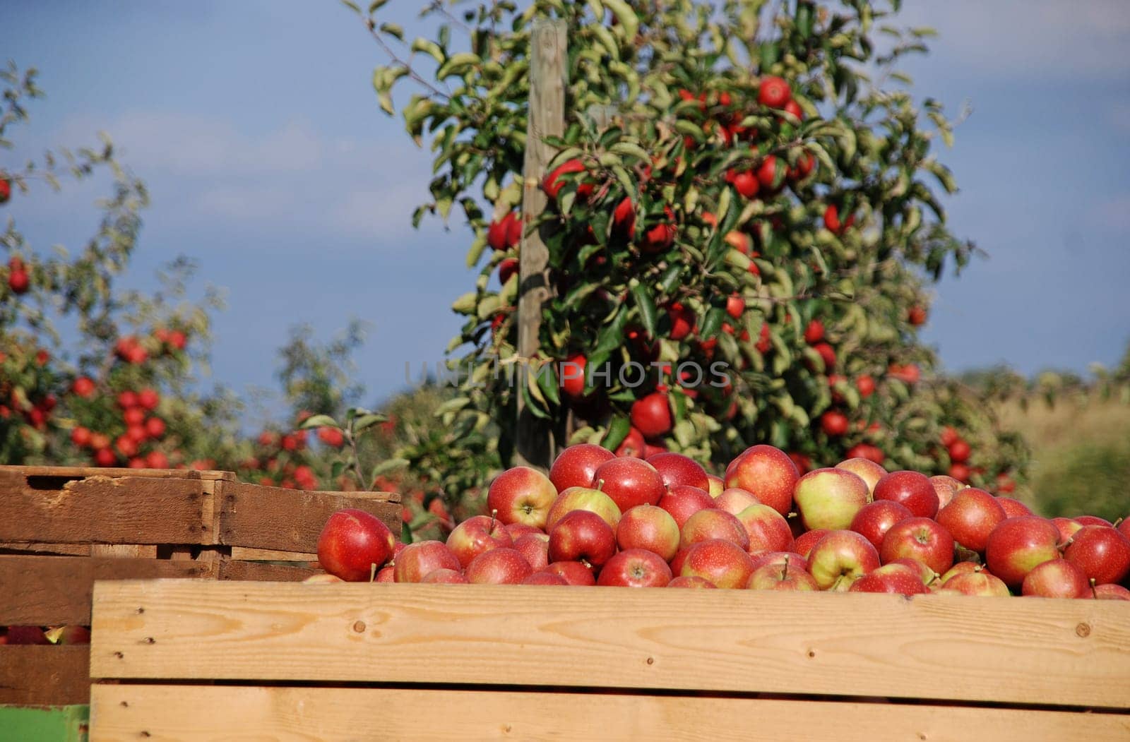 Apple harvest in the Altes Land