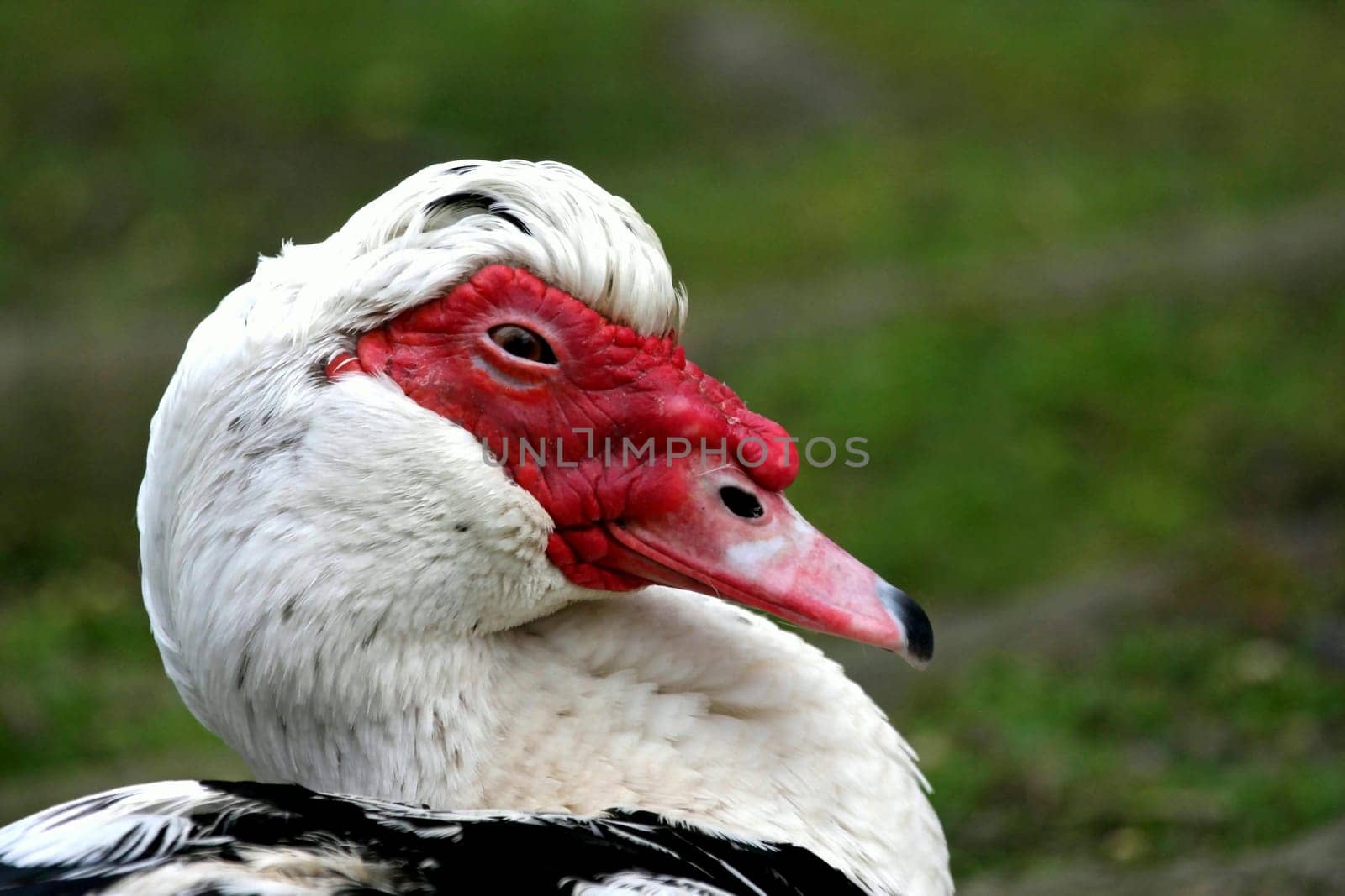 Muscovy duck