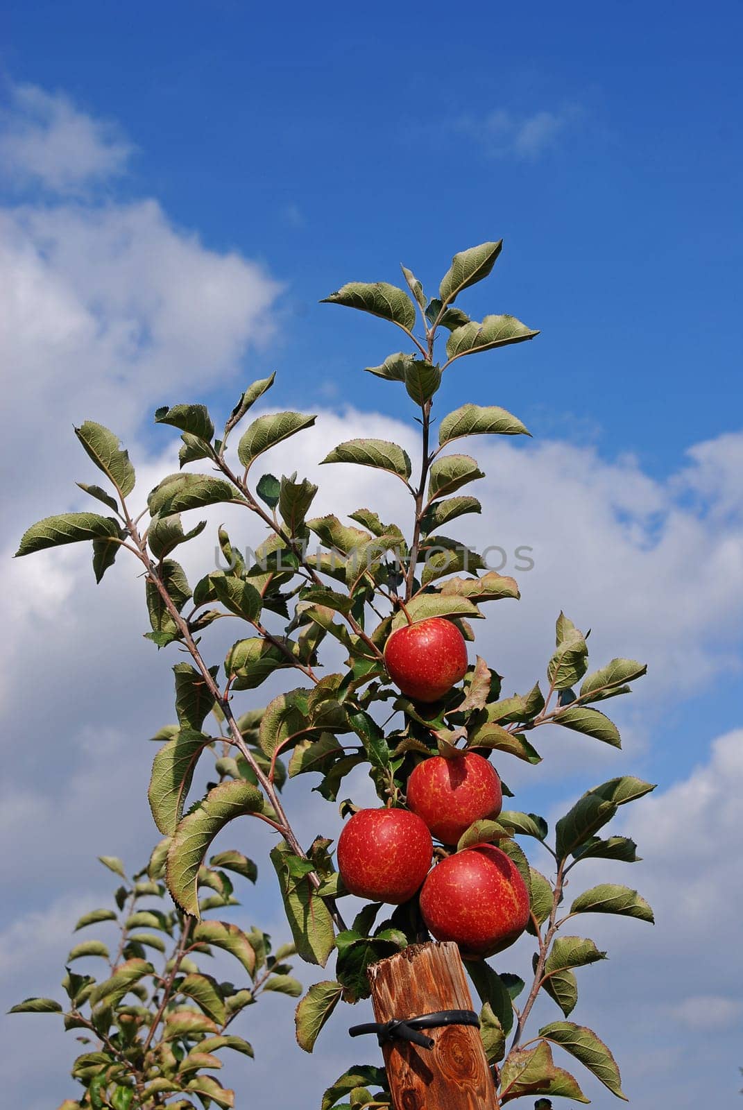 Apple harvest in the Altes Land