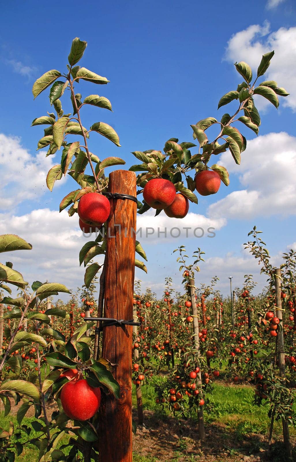 young apple tree
