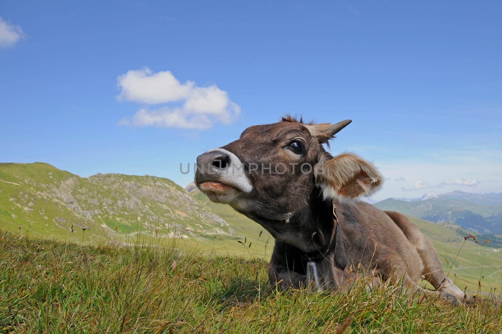 Mountain Cow
