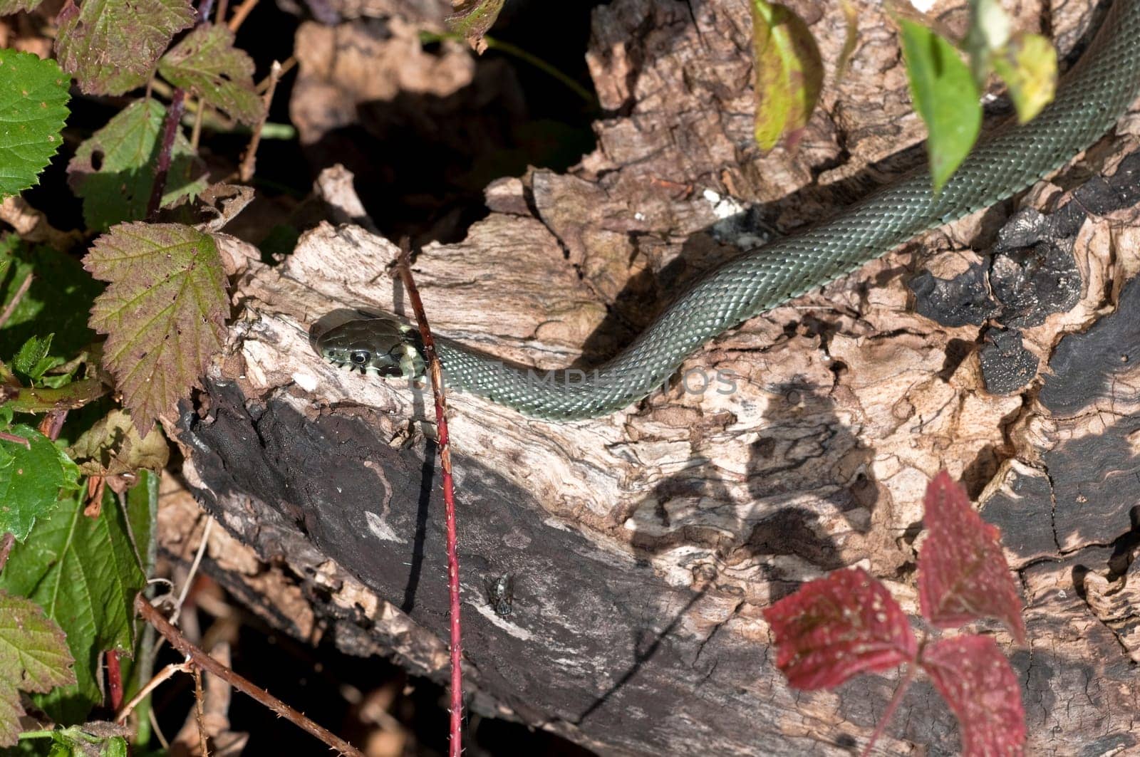 Grass Snake - Natrix natrix