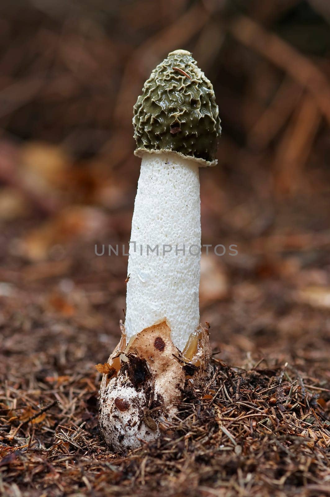 common stinkhorn
