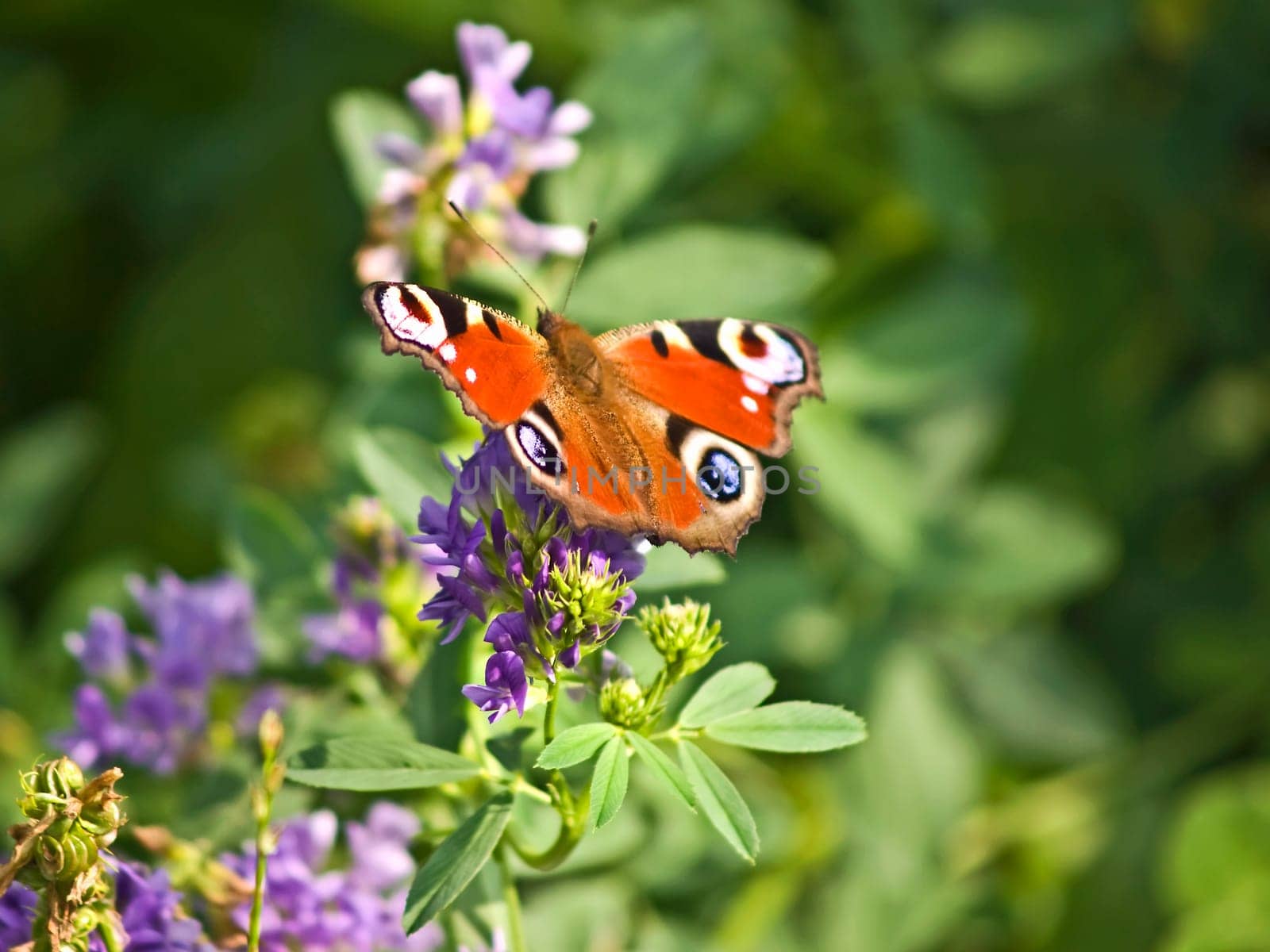 Peacock