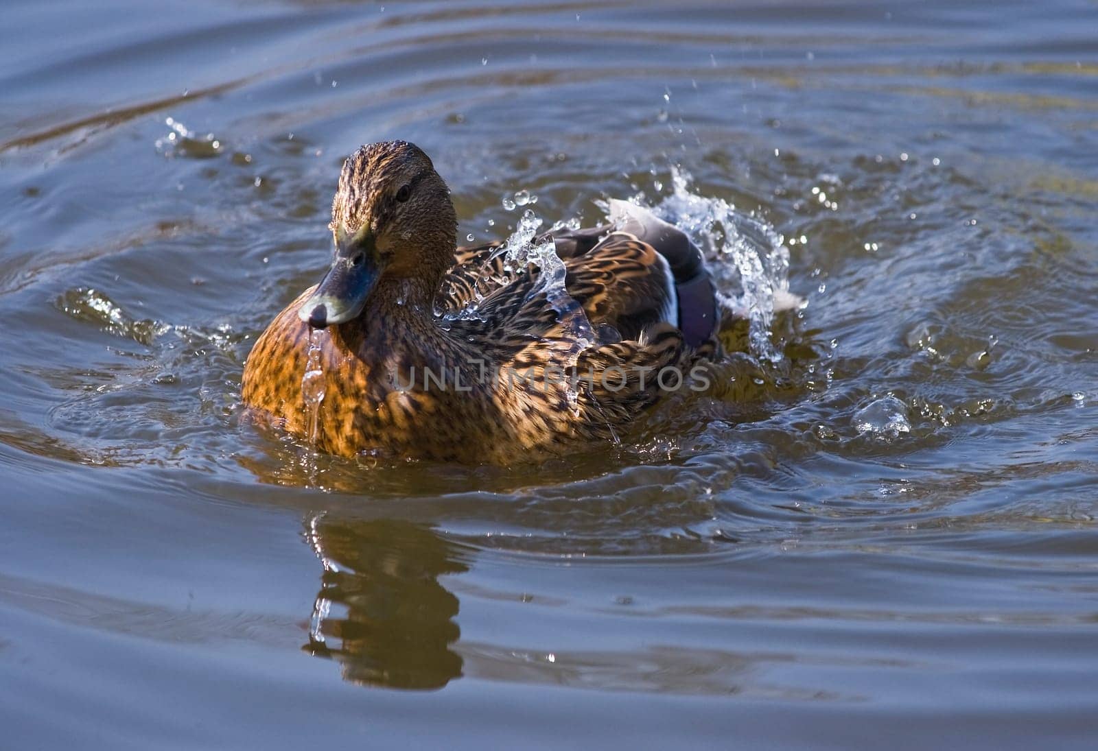 Mallard diving in water