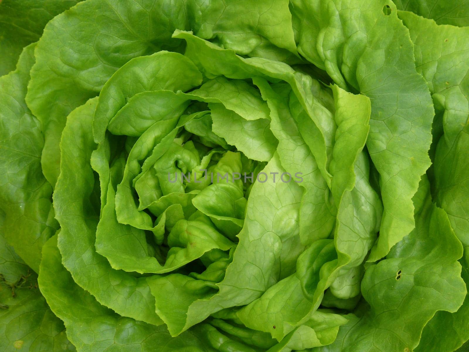 Lettuce
