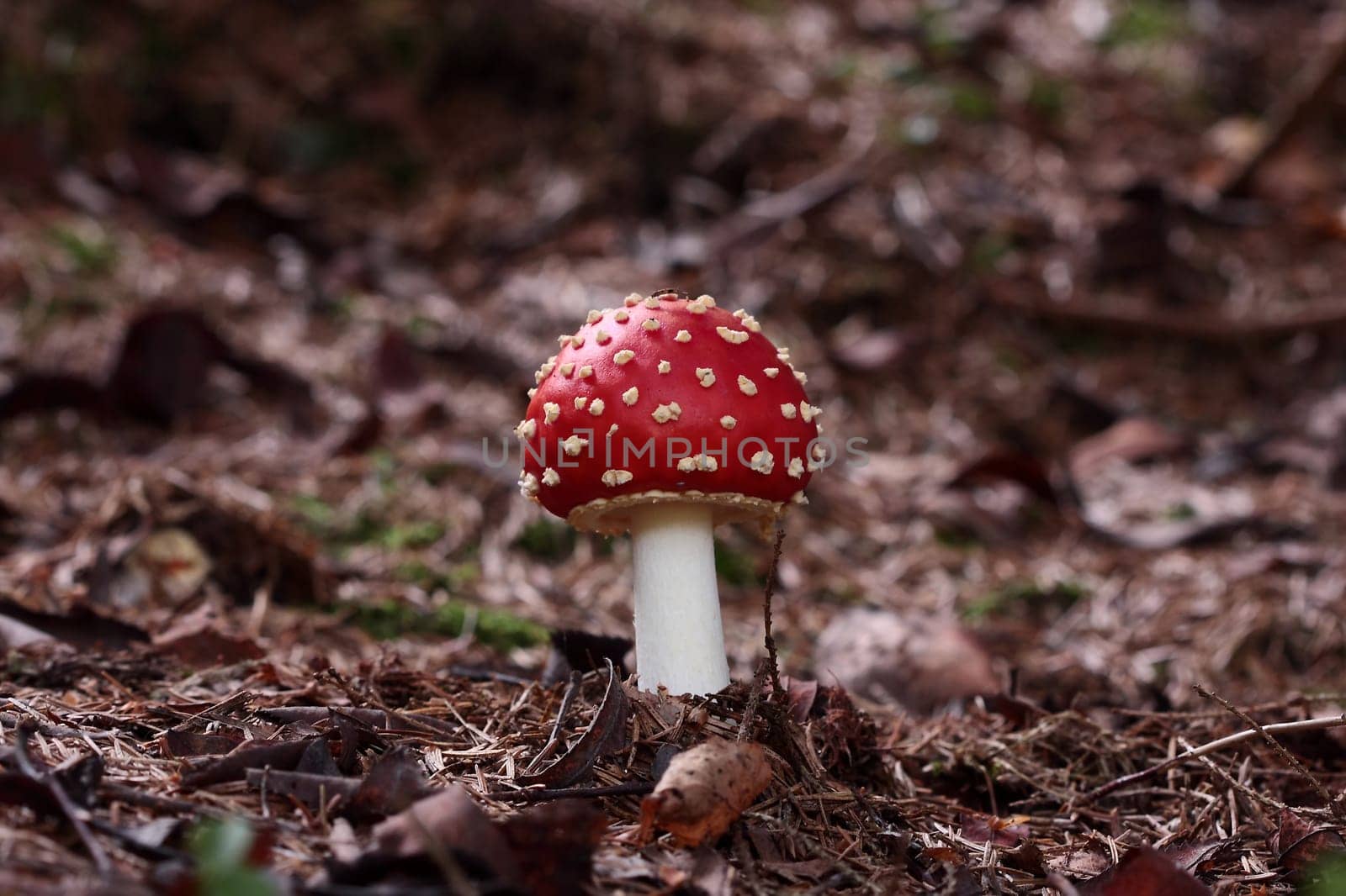 Poisonous yet beautiful