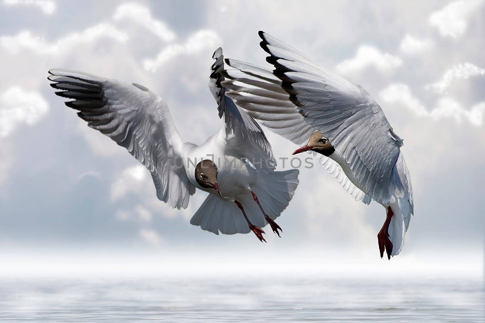 Seagulls 001nr1