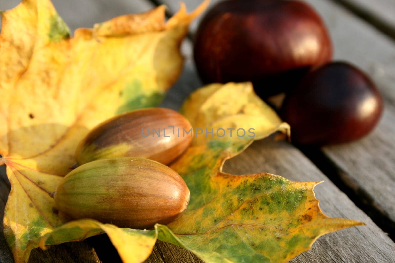 Autumn Fruits