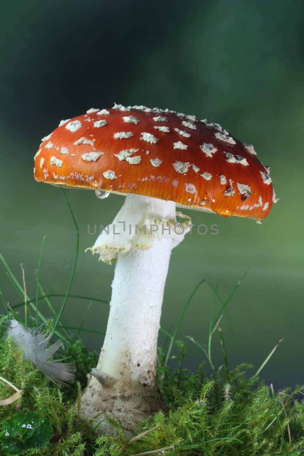 Toadstool (Amanita muscaria)