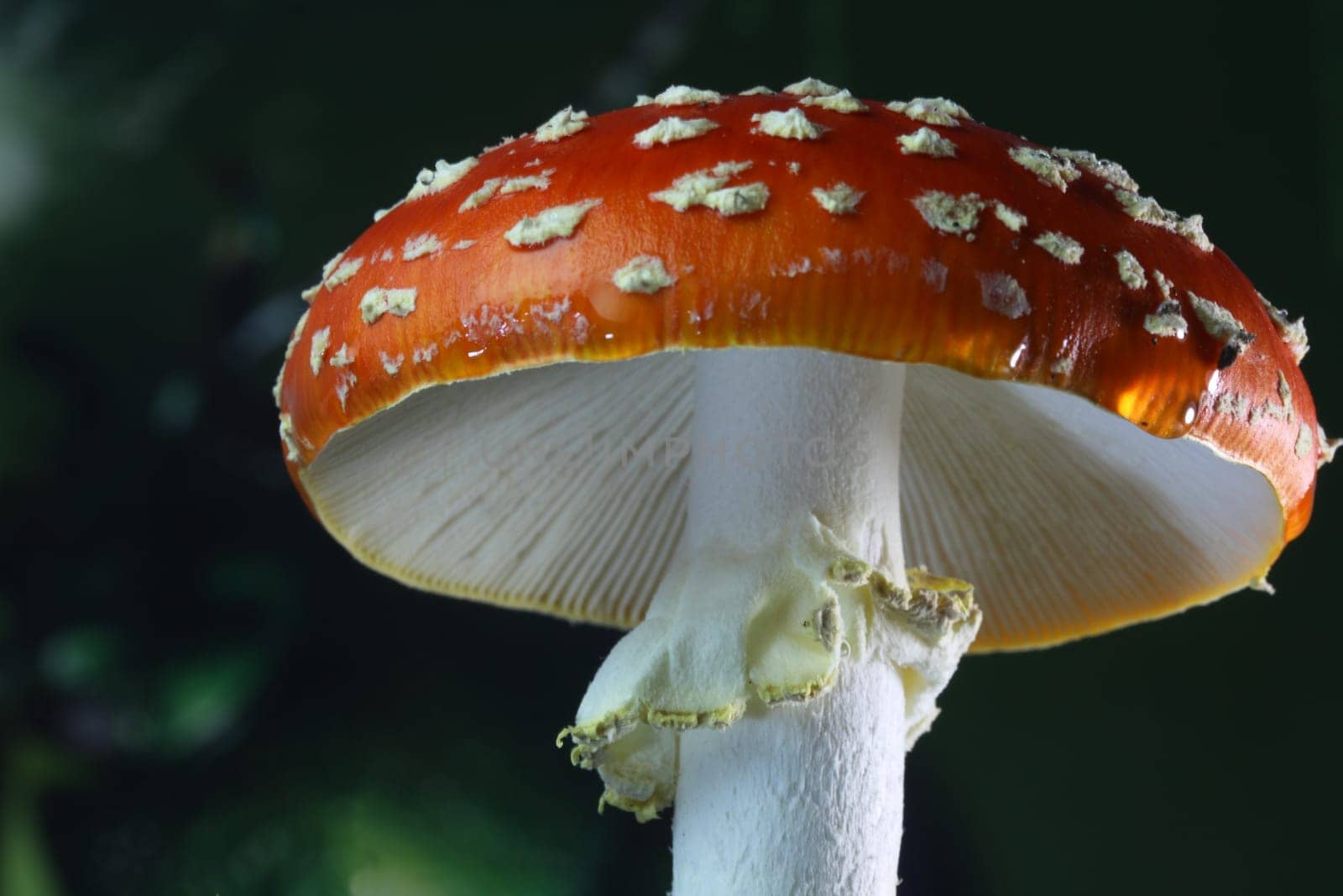 Toadstool (Amanita muscaria)