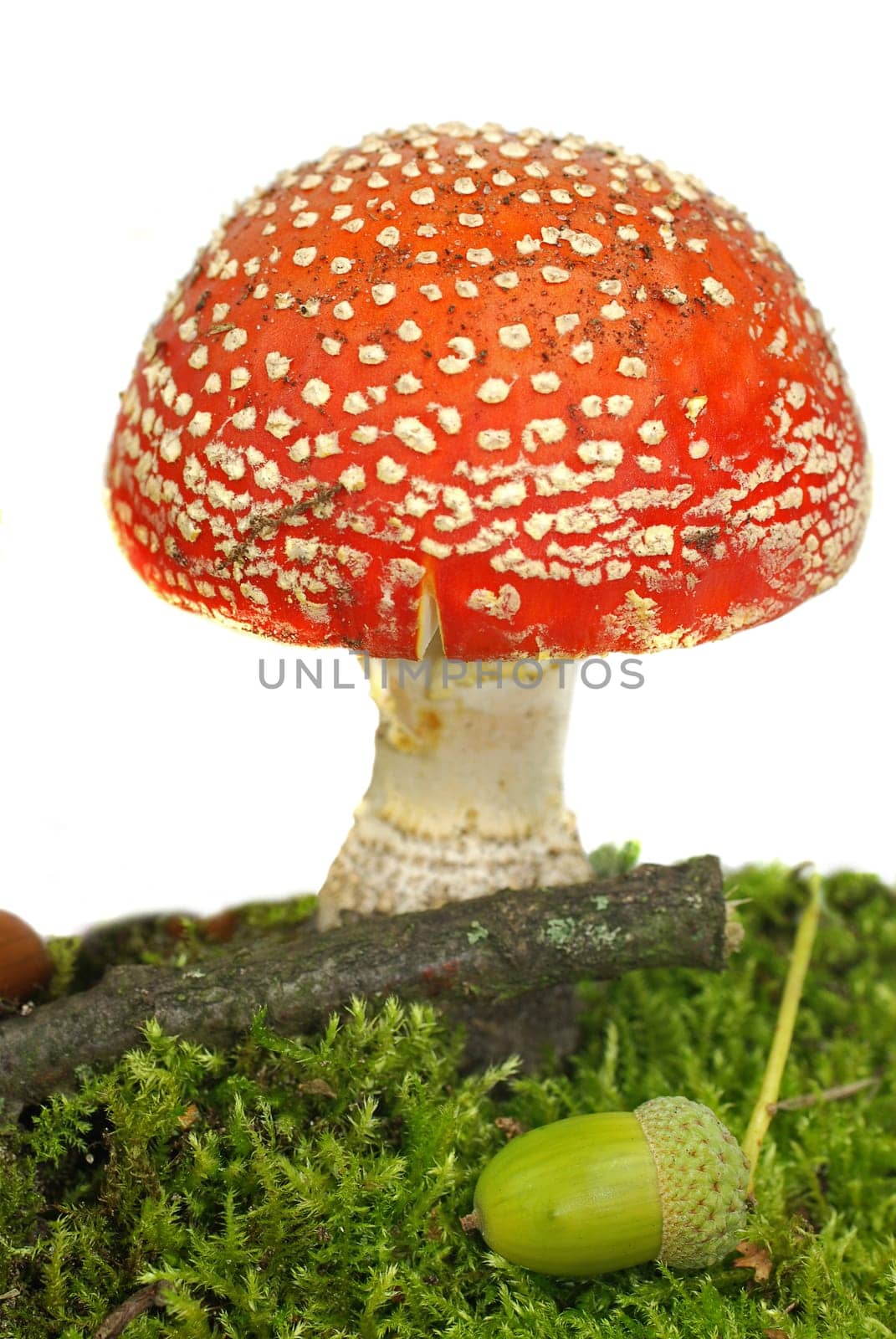 Fly agaric