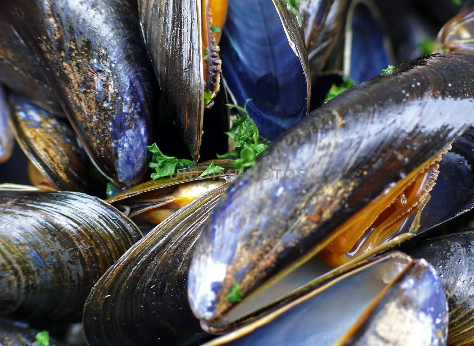 Mussel