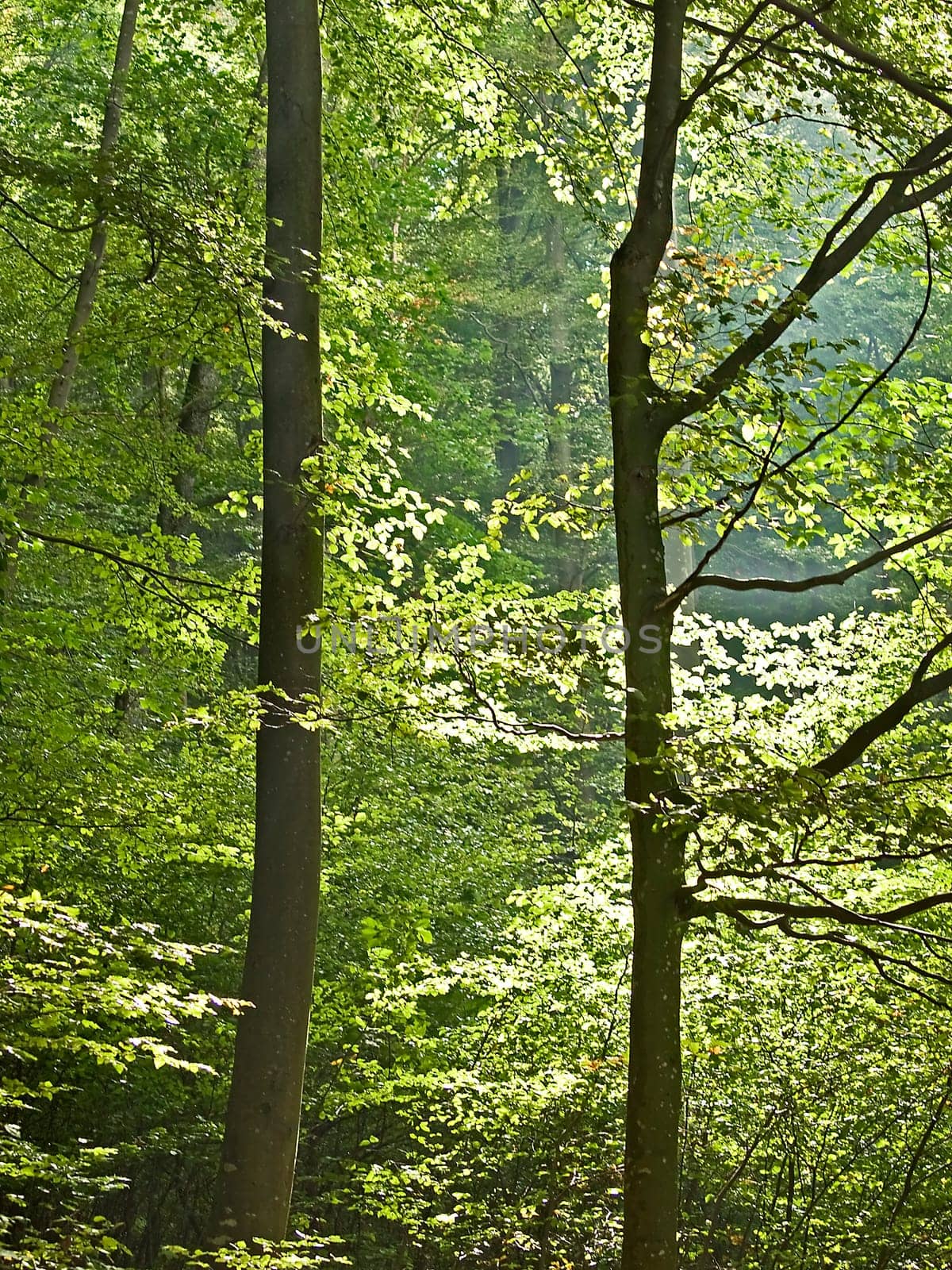 Deciduous forest