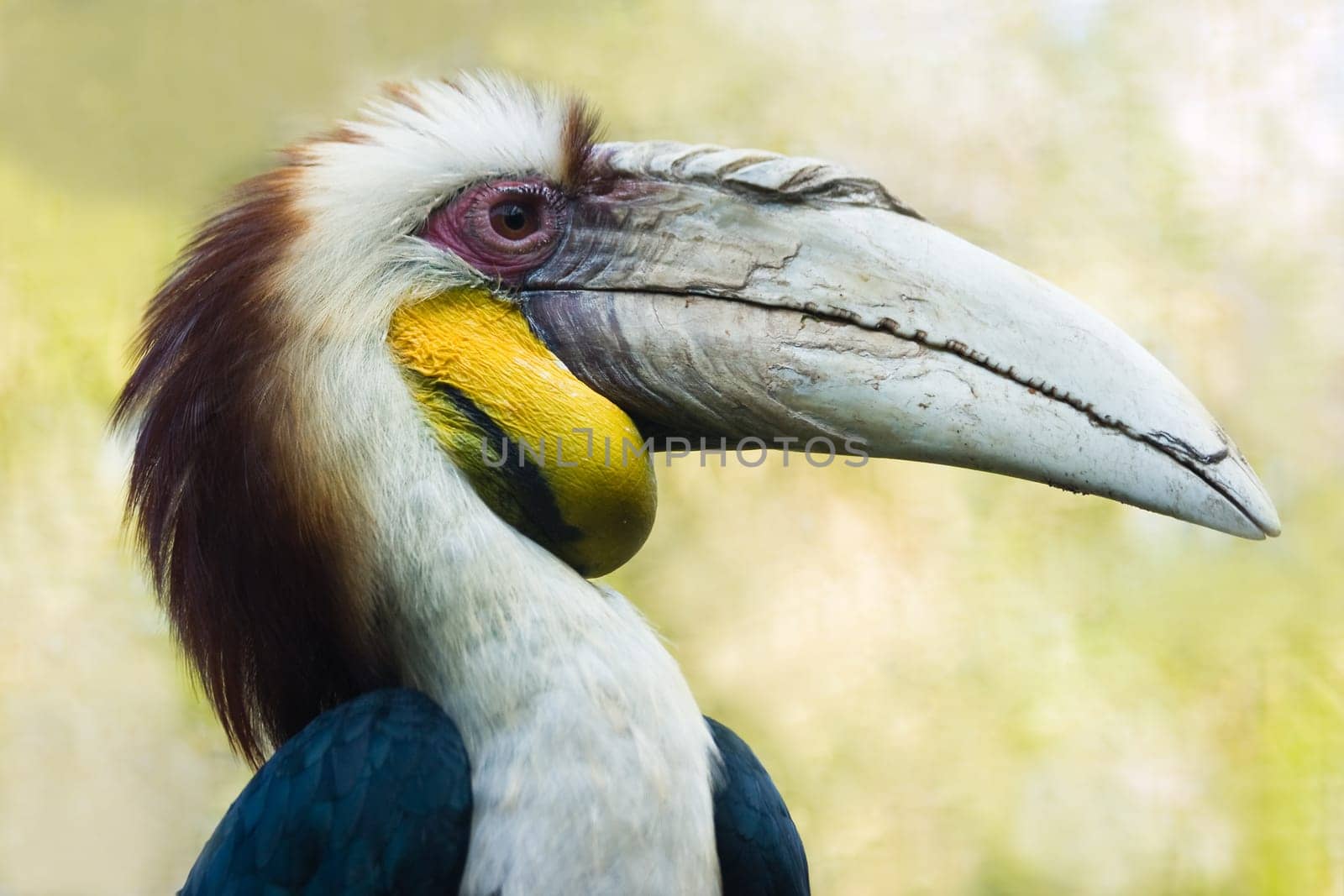 Male Wreathed Hornbill - horizontal